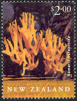 NZ012.02